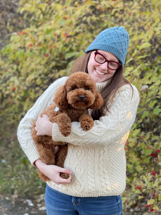 Poodle Puppies media 17