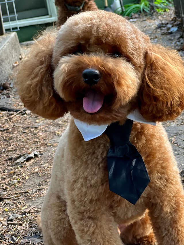 Poodle Puppies media 19