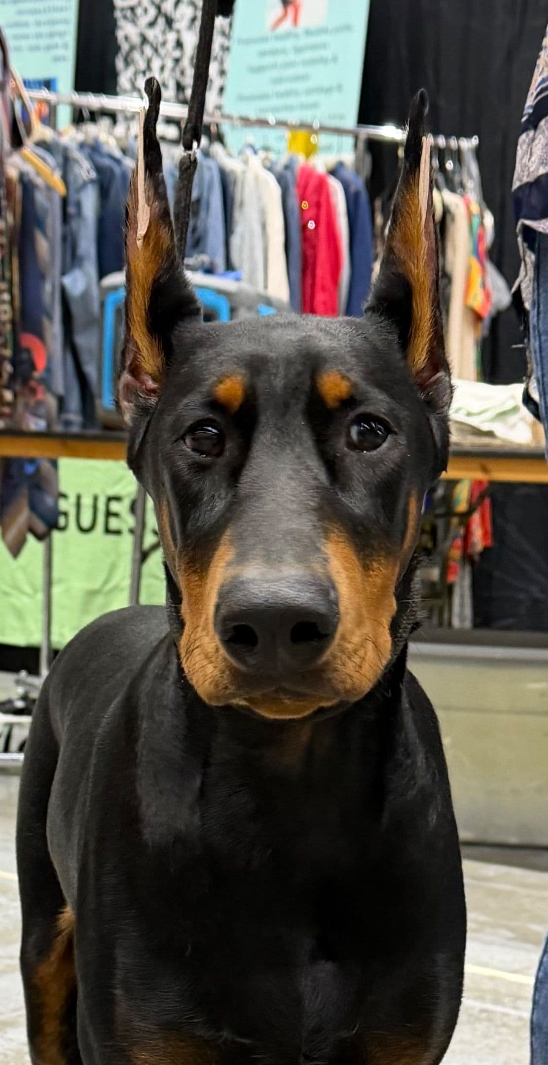 Doberman Pinscher Puppy breeder image 2