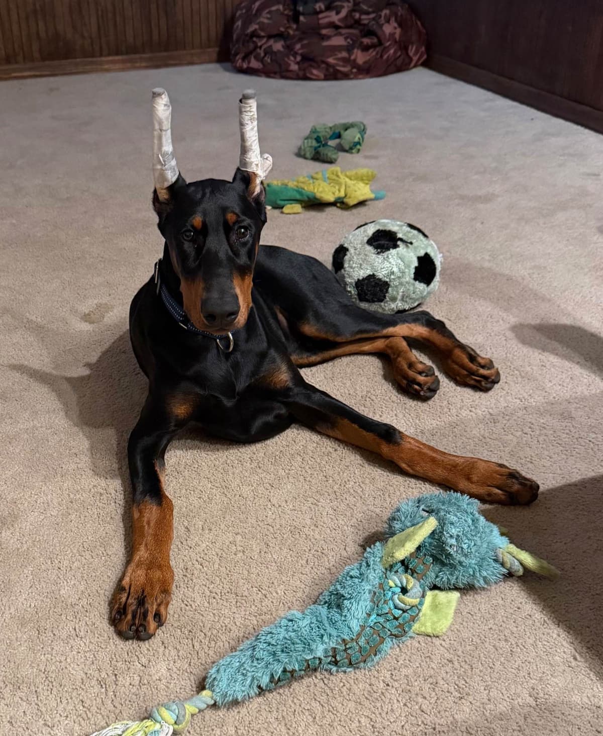Doberman Pinscher Puppy breeder image 3