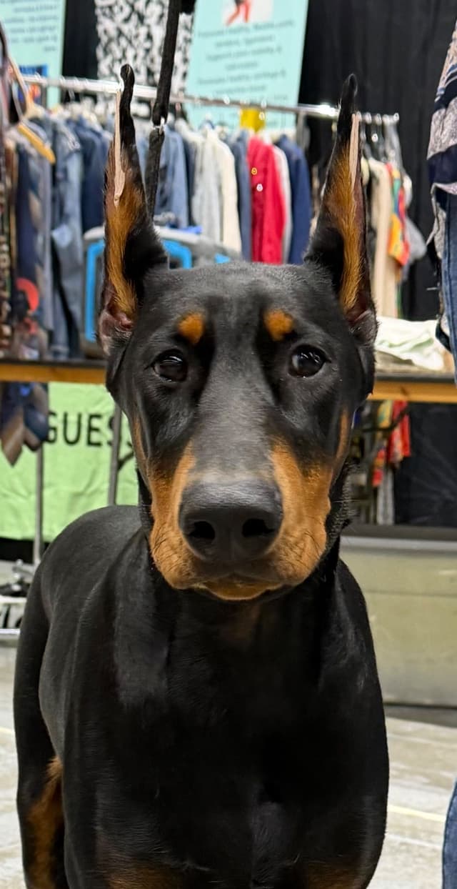 Doberman Pinscher Puppy media 2