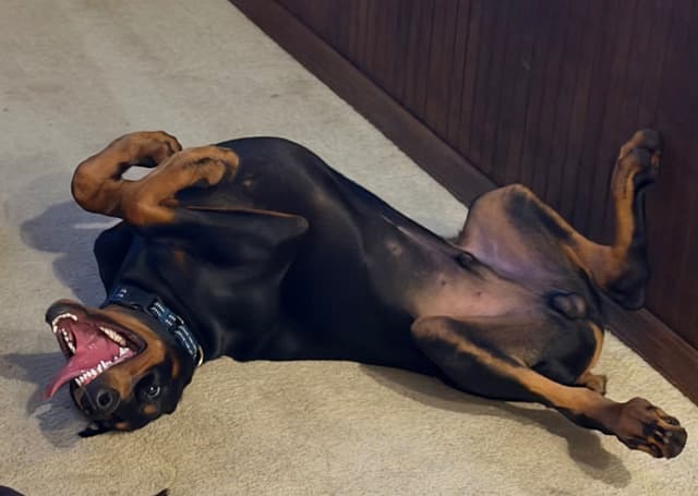 Doberman Pinscher Puppy media 3
