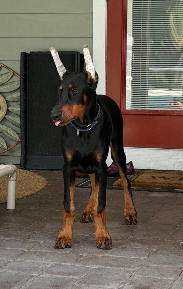 Doberman Pinscher Puppy media 6