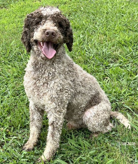 Lagotto Romagnolo Puppies media 2