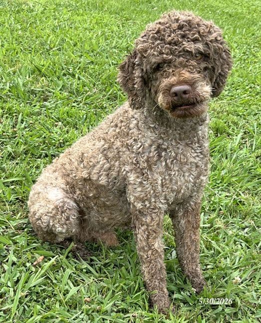 Lagotto Romagnolo Puppies media 3