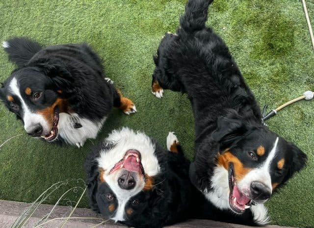Bernese Mountain Dog Puppies media 5