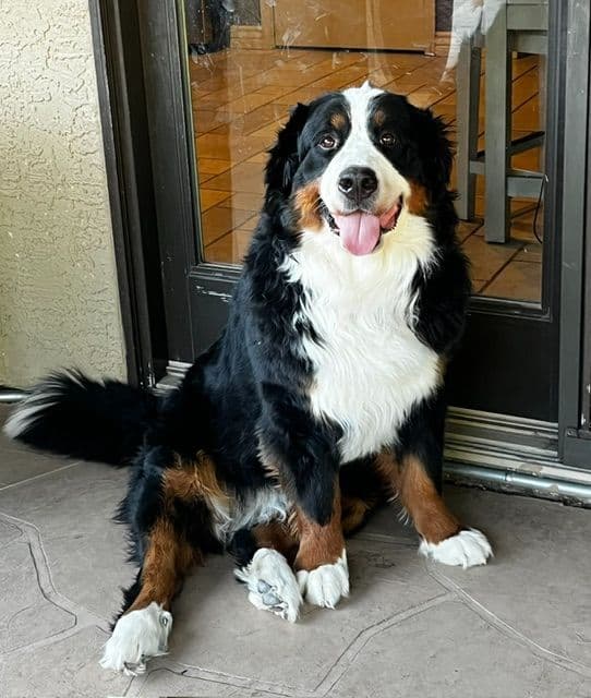 Bernese Mountain Dog Puppies media 3
