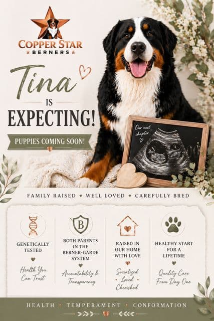 Bernese Mountain Dog Puppies media 4