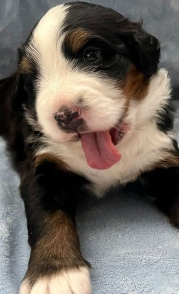 Bernese Mountain Dog Puppies media 6