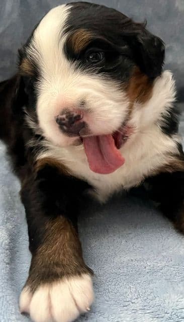 Bernese Mountain Dog Puppies breeder image 1