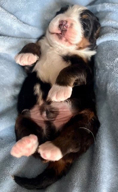 Bernese Mountain Dog Puppies breeder image 2