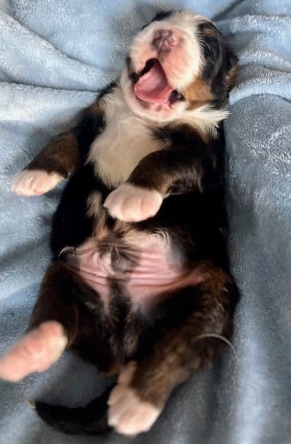 Bernese Mountain Dog Puppies breeder image 4