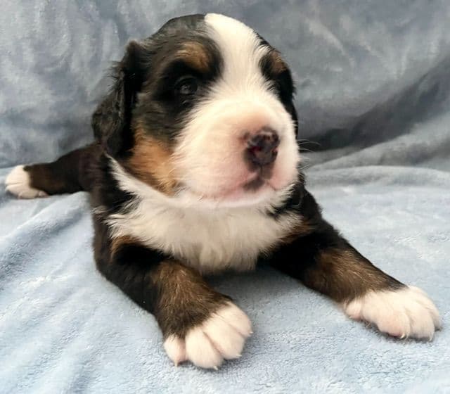 Bernese Mountain Dog Puppies breeder image 5