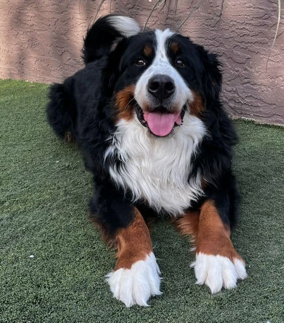 Bernese Mountain Dog Puppies breeder image 3