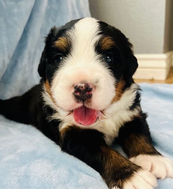 Bernese Mountain Dog Puppies breeder image 8