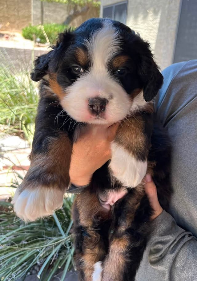 Bernese Mountain Dog Puppies media 9