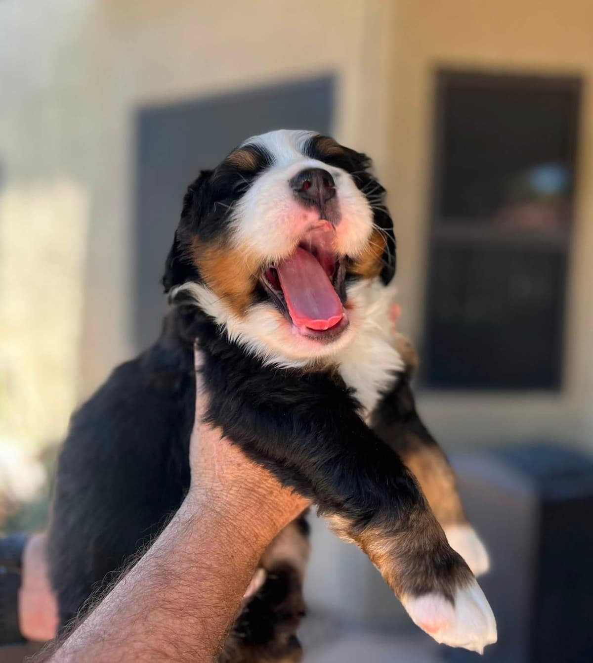 Bernese Mountain Dog Puppies breeder image 10