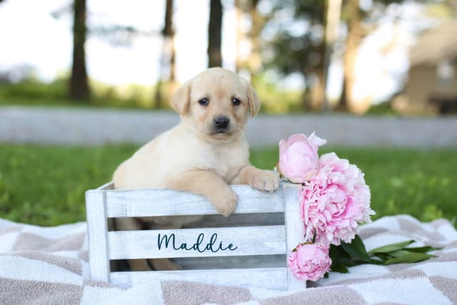 Labrador Retriever Puppies media 2