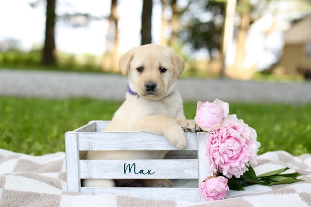 Labrador Retriever Puppies media 3