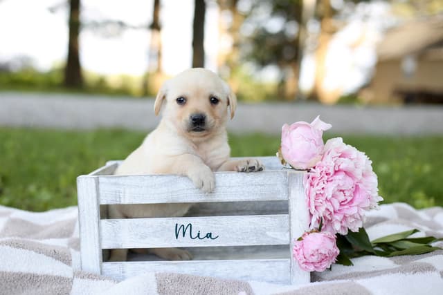 Labrador Retriever Puppies media 4