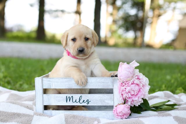 Labrador Retriever Puppies media 5