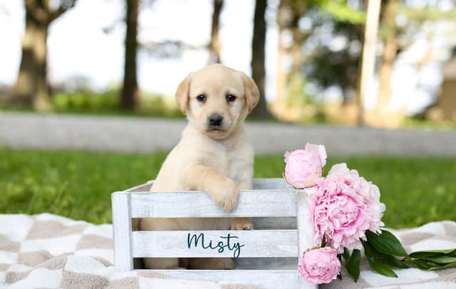Labrador Retriever Puppies media 6