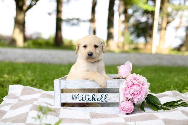 Labrador Retriever Puppies media 7