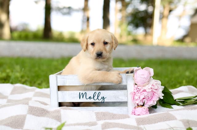 Labrador Retriever Puppies media 8