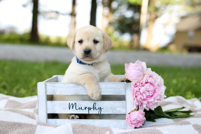 Labrador Retriever Puppies media 9
