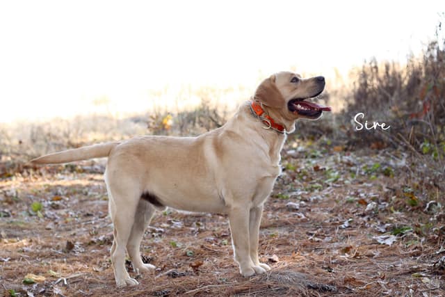 Labrador Retriever Puppies media 10