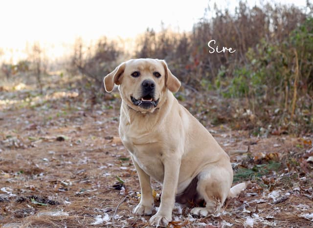 Labrador Retriever Puppies media 11