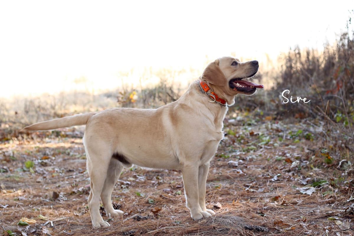 Labrador Retriever Puppies breeder image 2