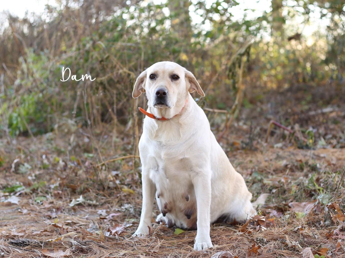 Labrador Retriever Puppies breeder image 3