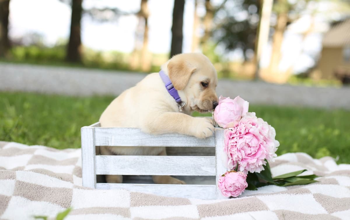 Labrador Retriever Puppies breeder image 4
