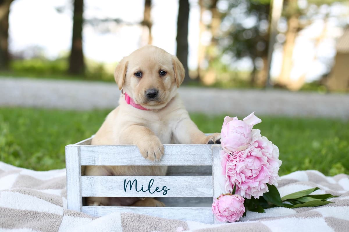Labrador Retriever Puppies breeder image 5