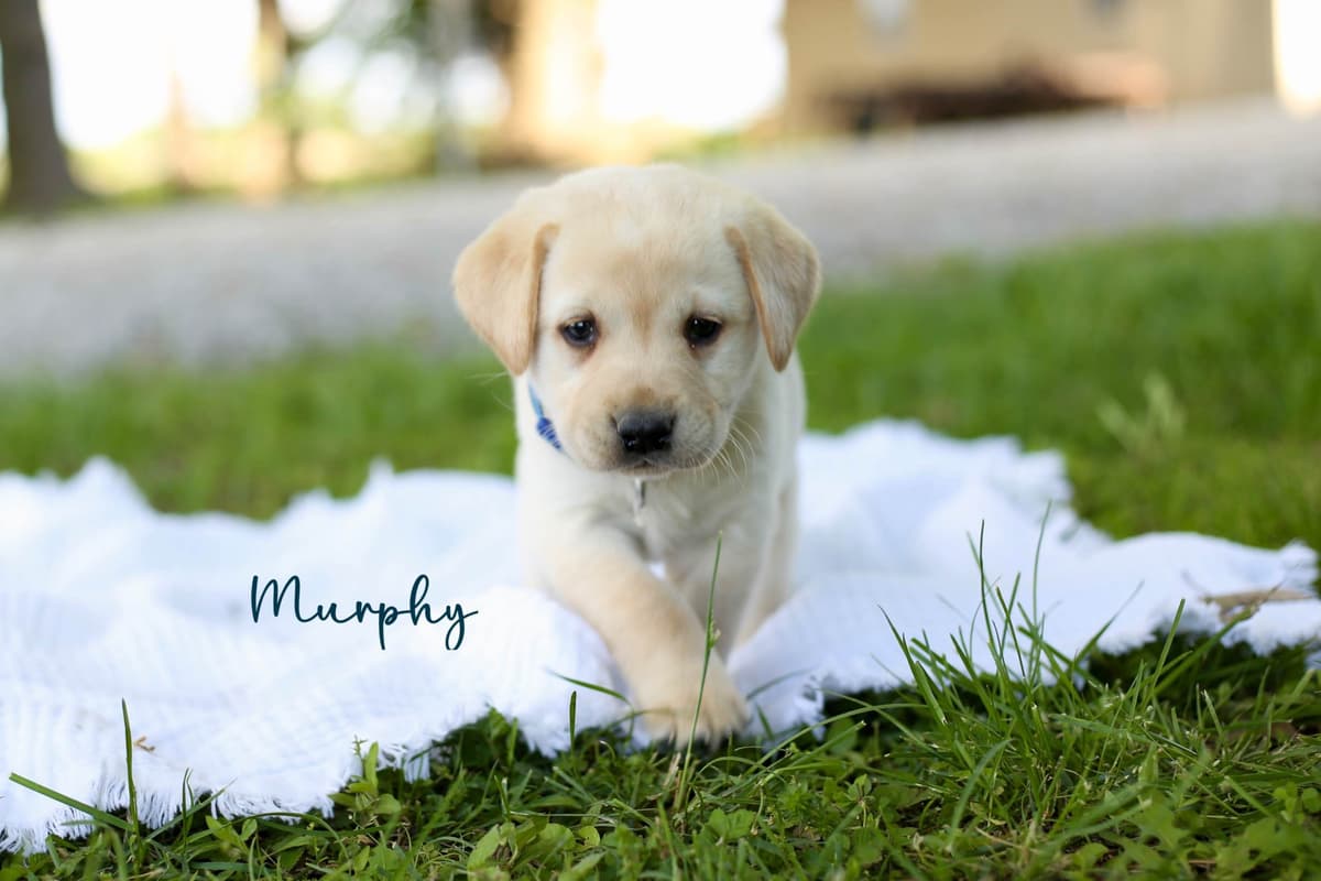 Labrador Retriever Puppies breeder image 6