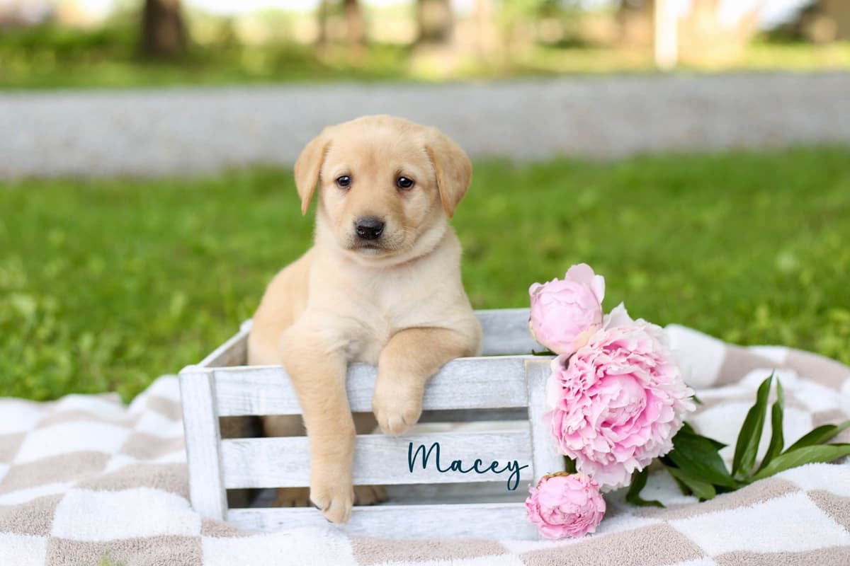 Labrador Retriever Puppies breeder image 7