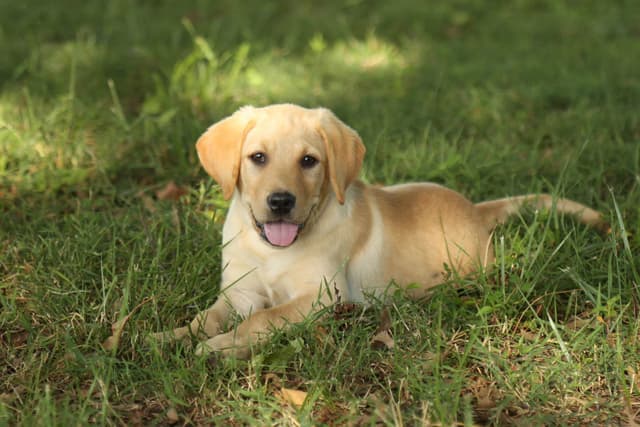 Labrador Retriever Puppies media 13
