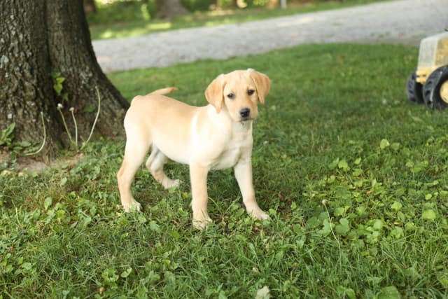 Labrador Retriever Puppies media 15