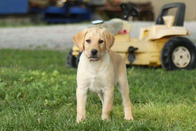 Labrador Retriever Puppies media 14