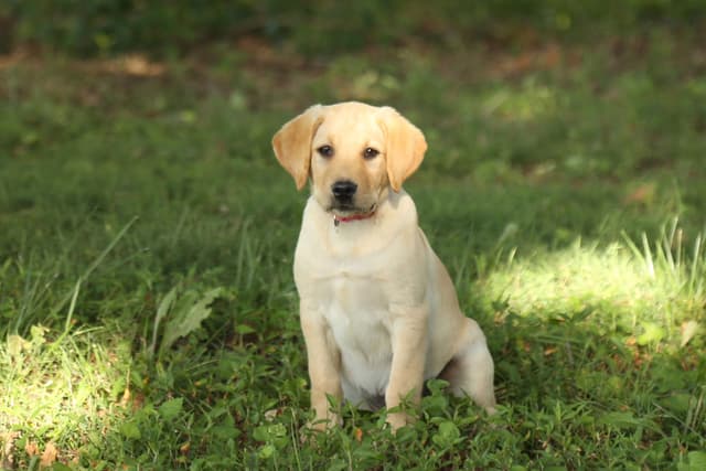 Labrador Retriever Puppies media 16