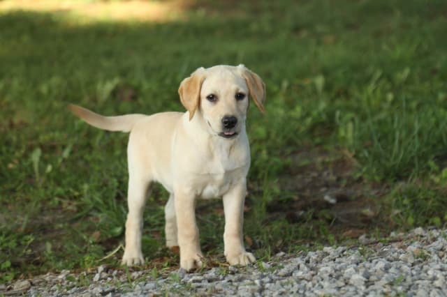Labrador Retriever Puppies media 17