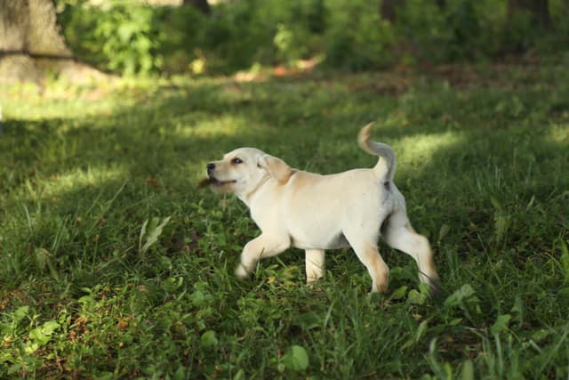 Labrador Retriever Puppies media 19