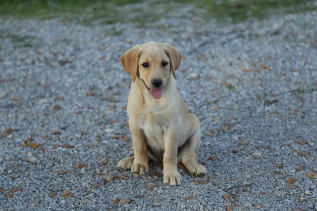 Labrador Retriever Puppies media 18