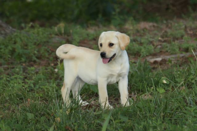 Labrador Retriever Puppies media 20