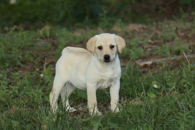 Labrador Retriever Puppies media 21