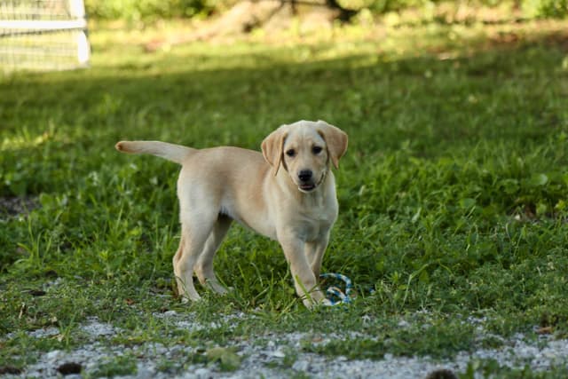 Labrador Retriever Puppies media 23