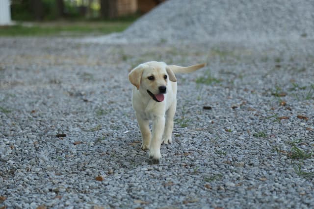 Labrador Retriever Puppies media 24