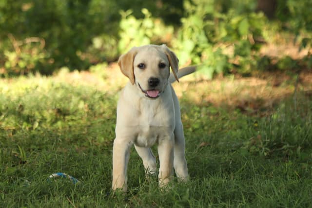 Labrador Retriever Puppies media 25