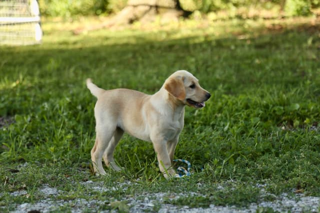 Labrador Retriever Puppies media 26